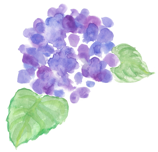 紫陽花３